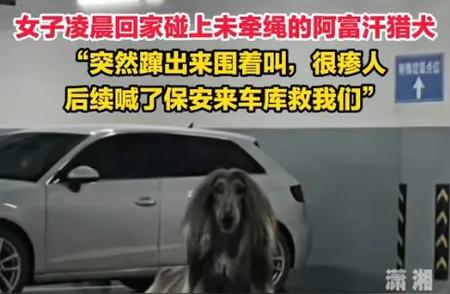 女子车库惊遇阿富汗猎犬，一家三口胆颤不已