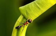 探秘子弹蚁：本土宠物蚂蚁的魅力与秘密