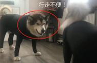 探索阿拉斯加犬的时尚装扮：穿衣的魅力