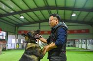 揭秘快手训犬师：如何年赚400万，引领宠物行业潮流