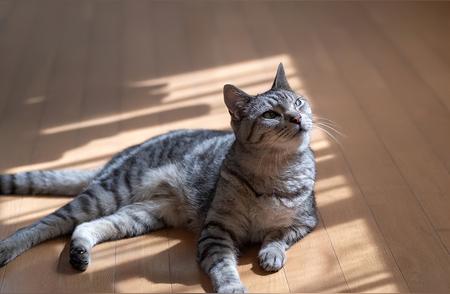 如何与青花虎猫建立深厚的情感纽带