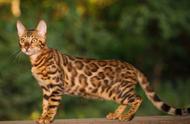 揭秘孟加拉豹猫：野性与温柔并存的神秘生物