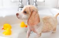 揭秘银离子宠物沐浴露与洗发水差异，保障宠物健康从细节做起