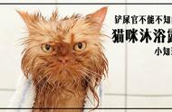 探索猫用沐浴露：为何比人类用品更昂贵？