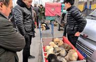 探索小城狗市：犬种与价格的奇妙世界