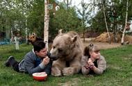揭秘俄罗斯熊：从看家护院到当宠物的转变
