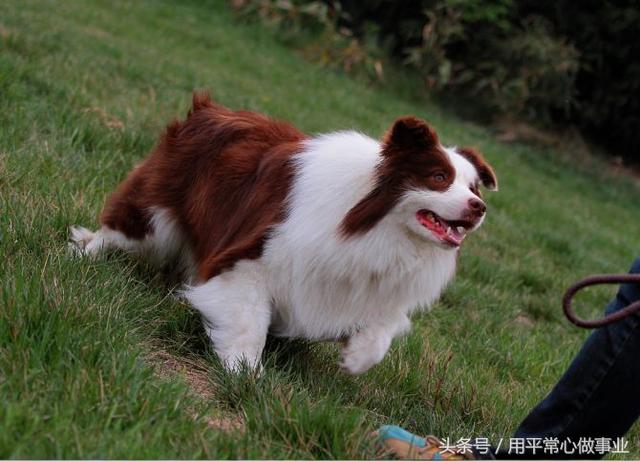 世界犬种智商排行第一的名犬-边境牧羊犬