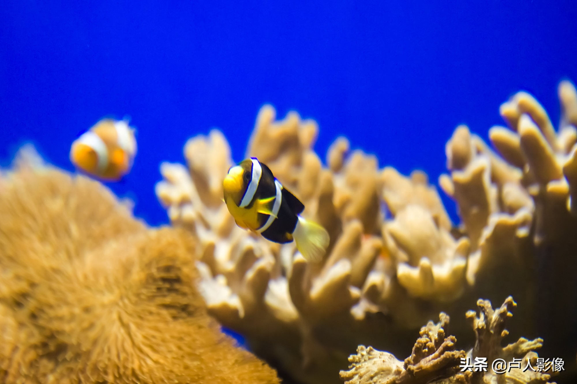 水族馆里的小丑鱼