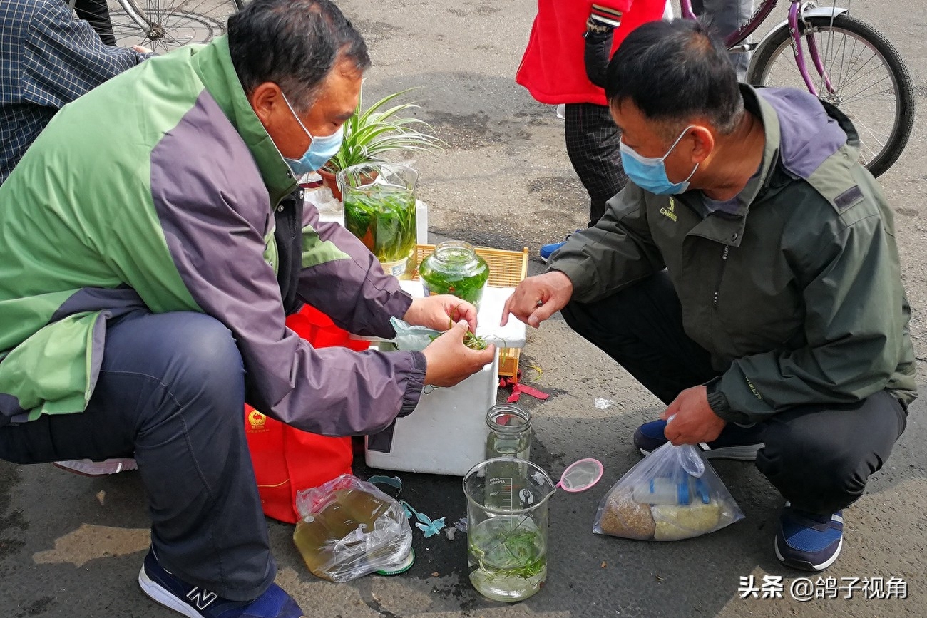 包头鱼市：50米长的小路上摆满摊位，数十只鸟儿吸引人们围观