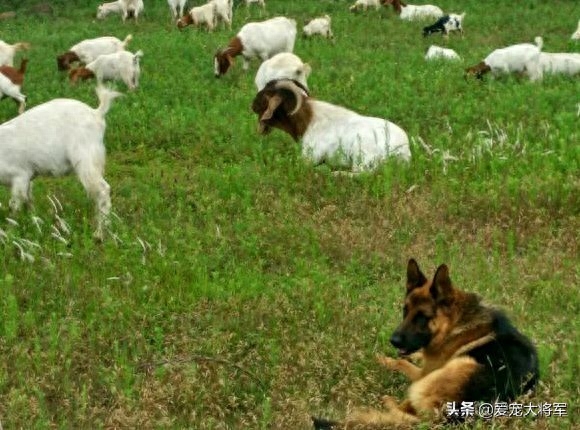 这样使用德国牧羊犬的人已经不多了，觉得德牧退化了的人进来看