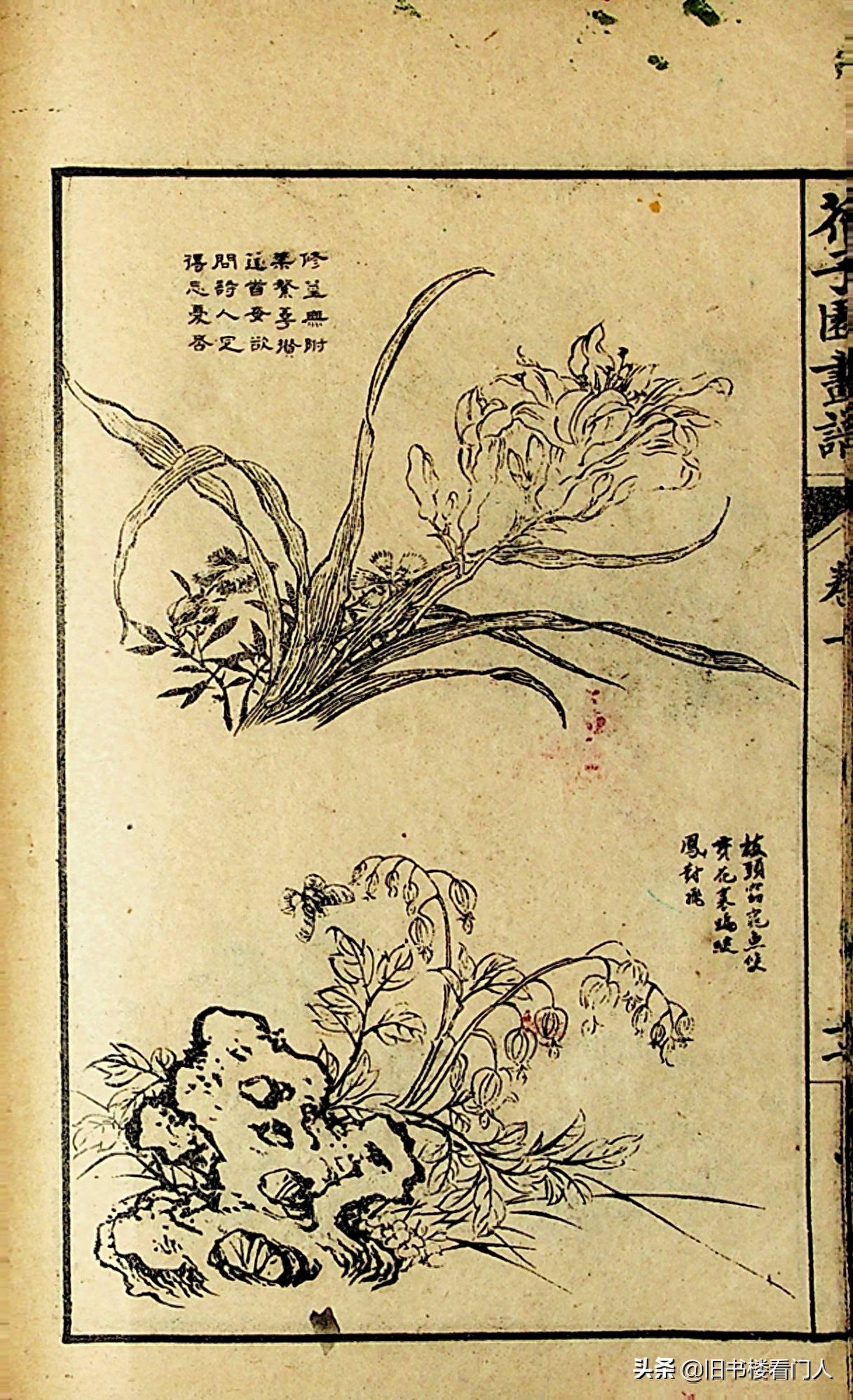 艺术类学画必修之书－《芥子园画谱·草虫花卉谱》