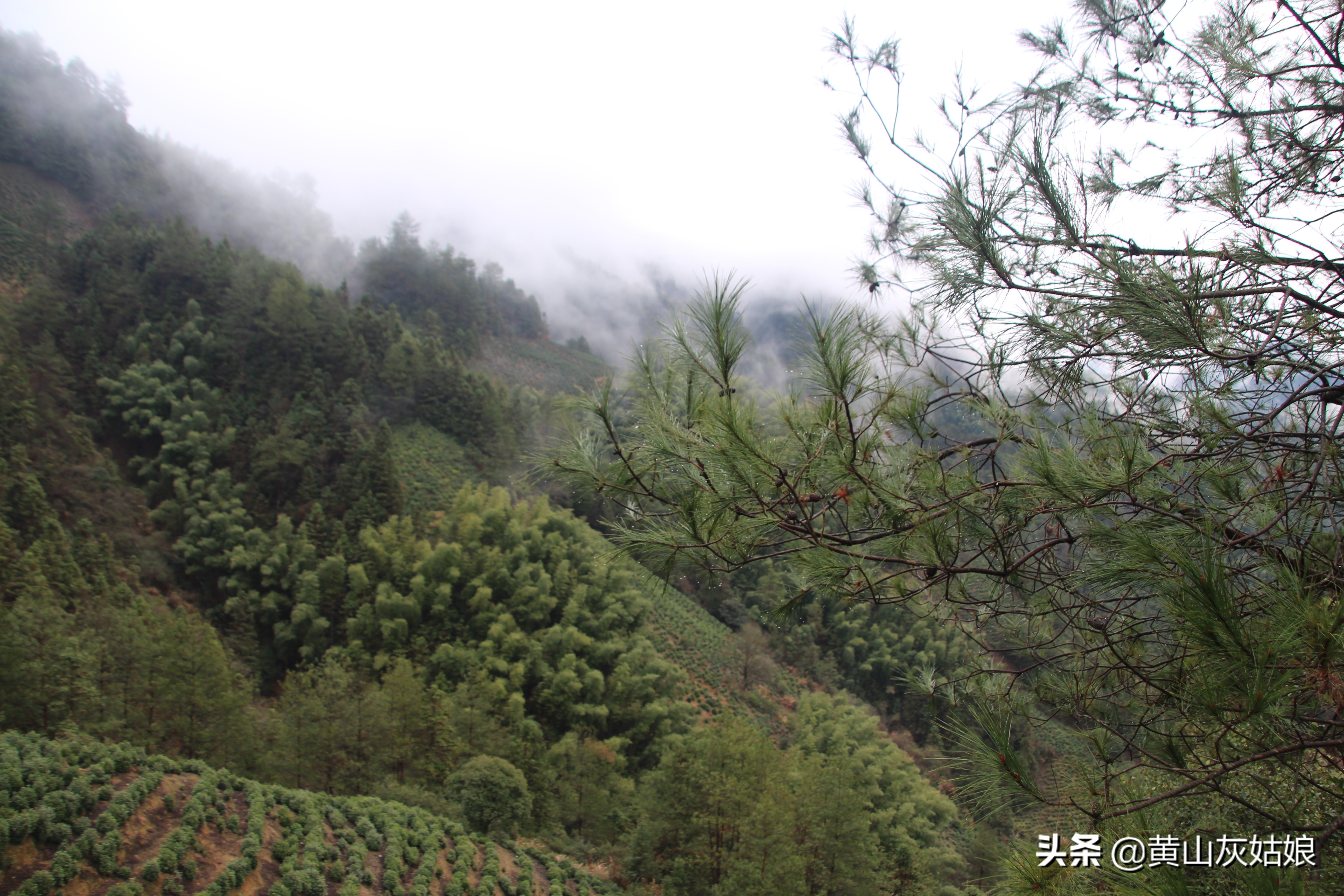 中国十大名茶-黄山毛峰，富溪高山茶园美景