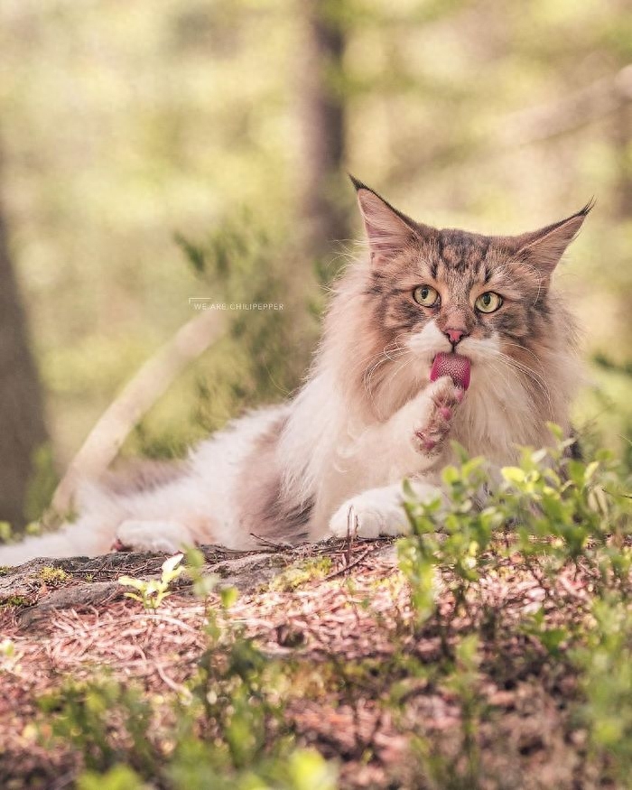 威武的王者—挪威森林猫