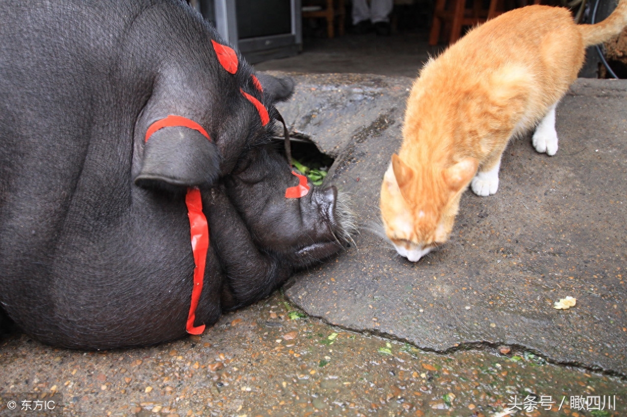 迷你宠物猪变大肥猪，回头率高，吸引路人围观