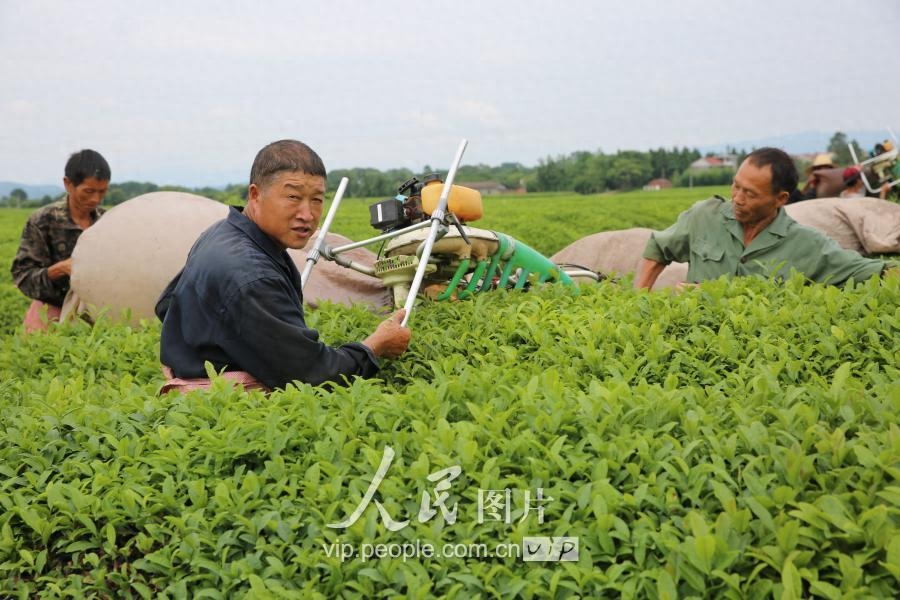 江西泰和：夏茶开采