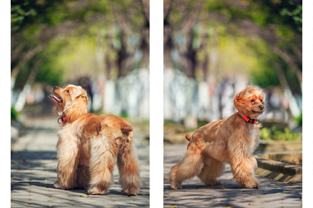 图虫人文摄影：可卡犬