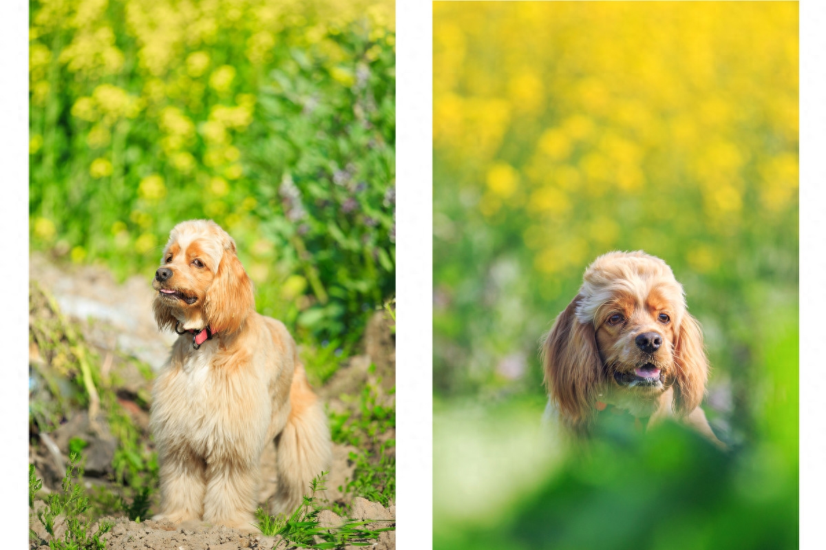 图虫人文摄影：可卡犬