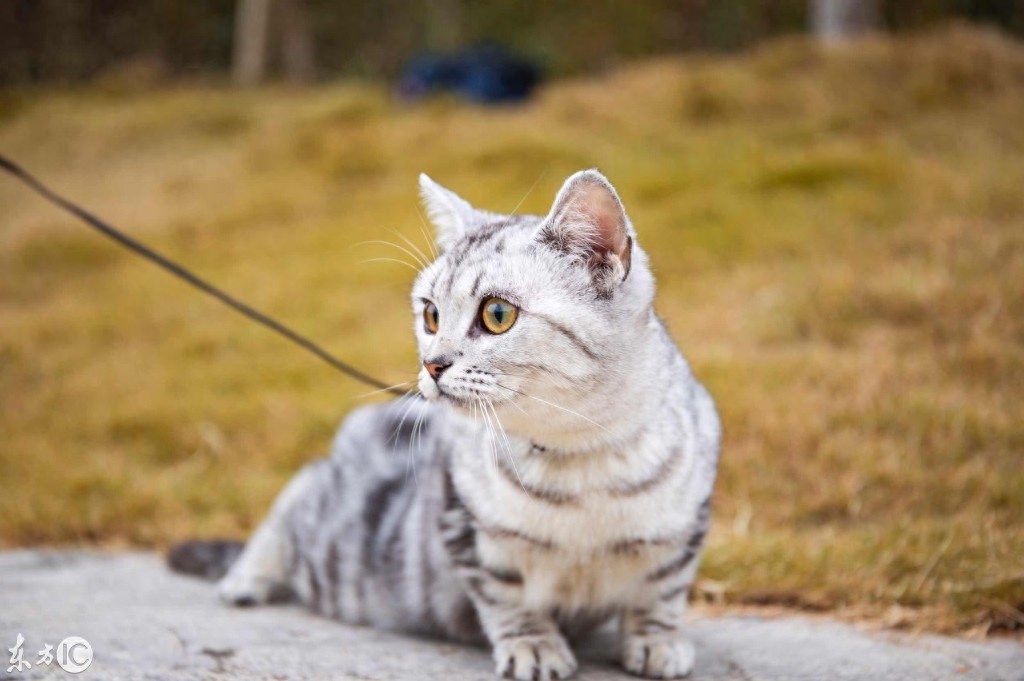 一只被拴住的虎斑猫，眼神是那么的忧郁