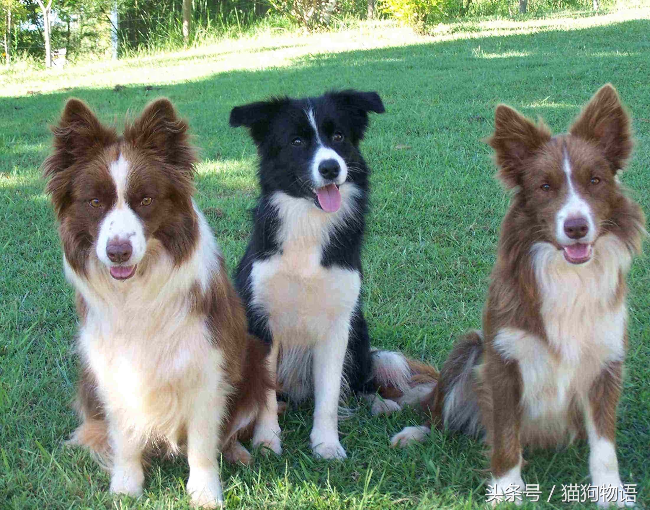 智商排名第一的犬种——边境牧羊犬，每个爱狗的人都想拥有吧