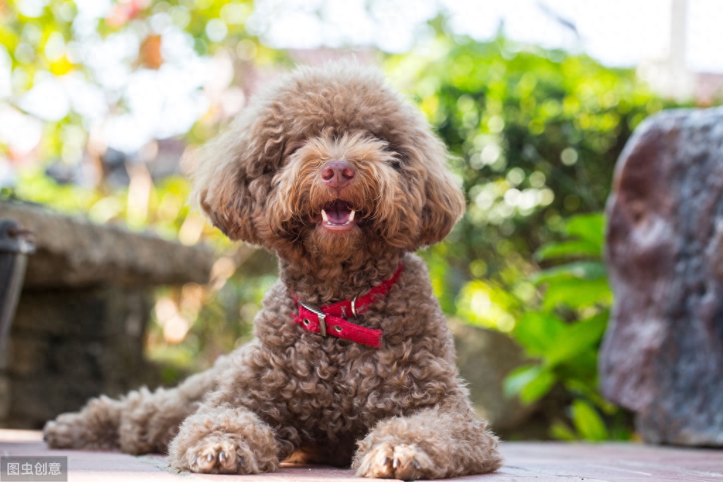 贵宾犬喂养5大要点，根据狗狗的特点喂养，才能让它们健康成长