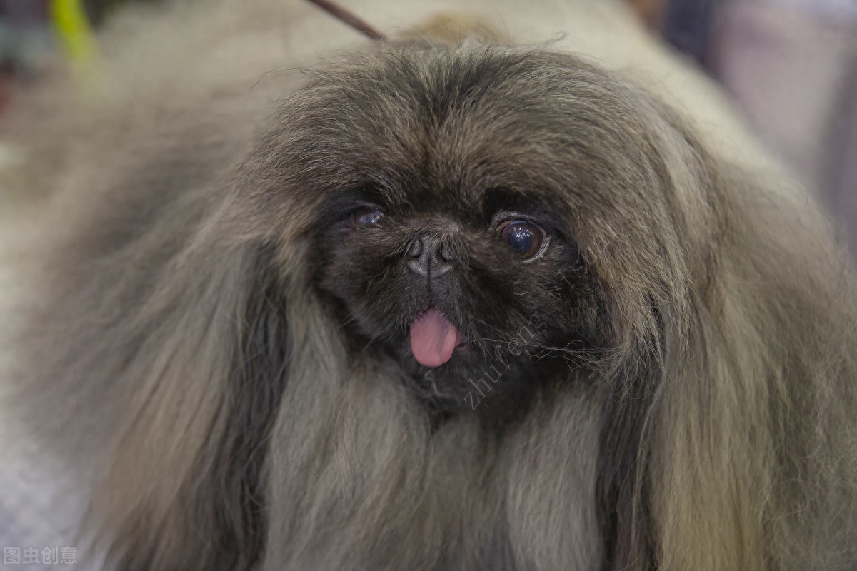 常见家庭的饲养的观赏犬——北京犬（京巴）