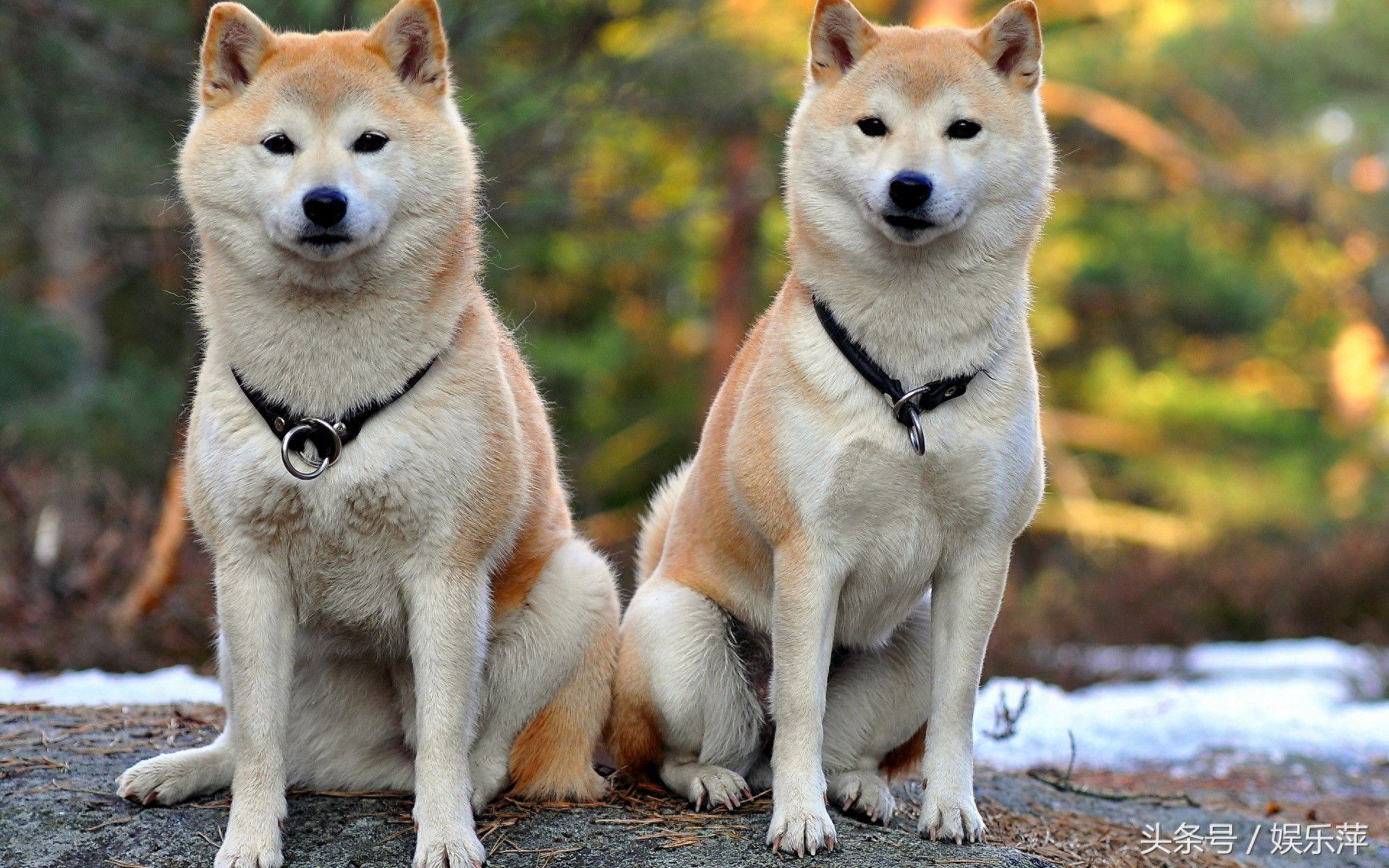 智商居然比不过二哈，比哈士奇还爱犯二，它就是秋田犬