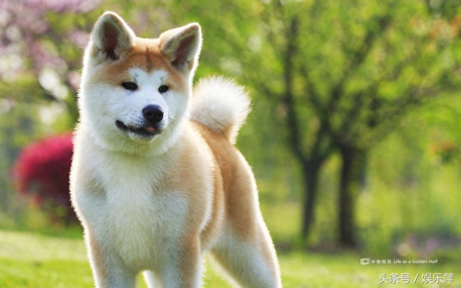 智商居然比不过二哈，比哈士奇还爱犯二，它就是秋田犬