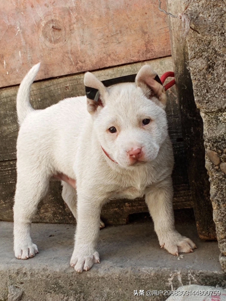 原生态中华田园犬广西小猎犬农村土狗