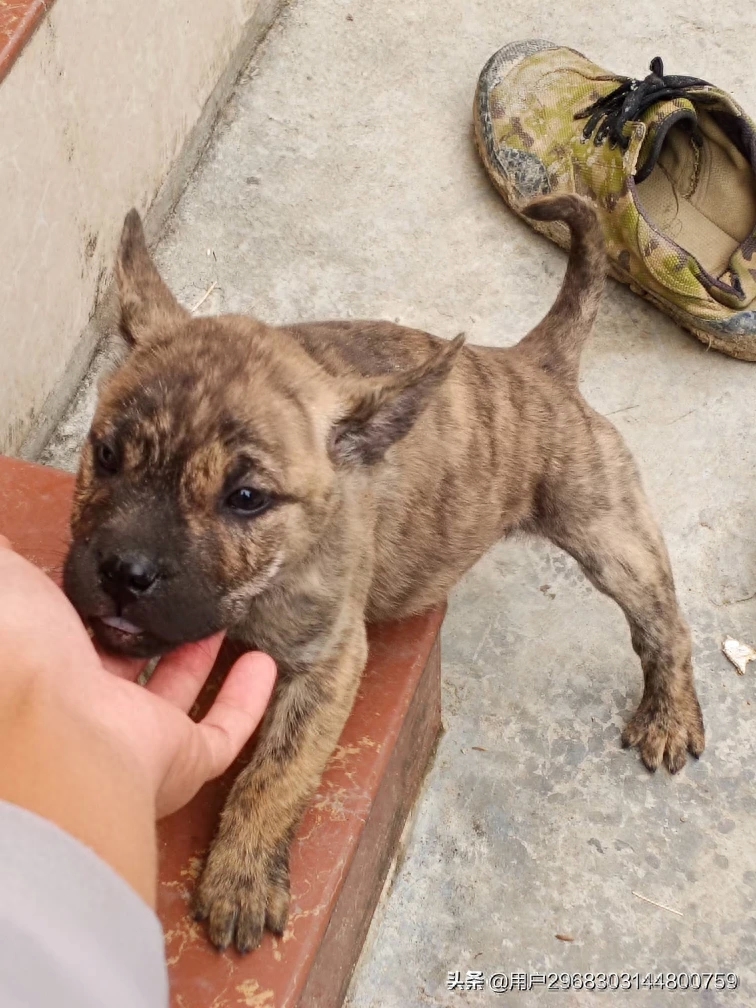 原生态中华田园犬广西小猎犬农村土狗