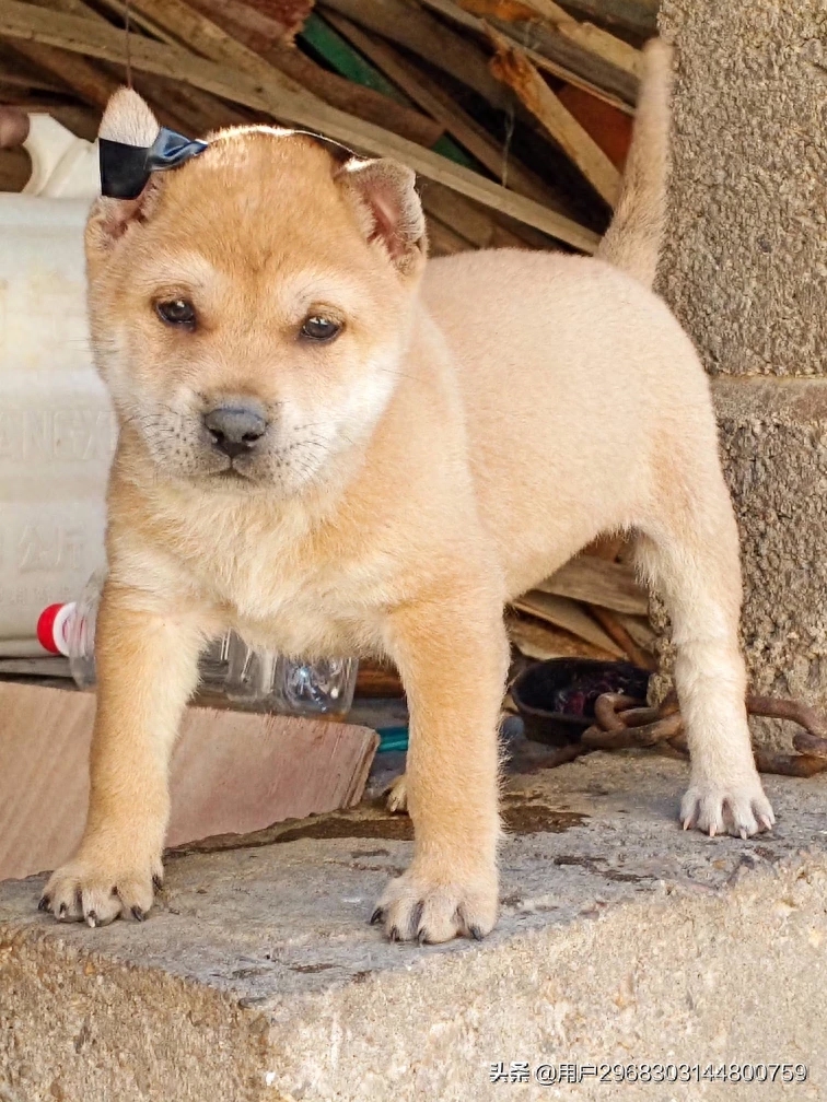 原生态中华田园犬广西小猎犬农村土狗