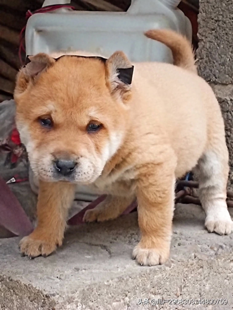 原生态中华田园犬广西小猎犬农村土狗