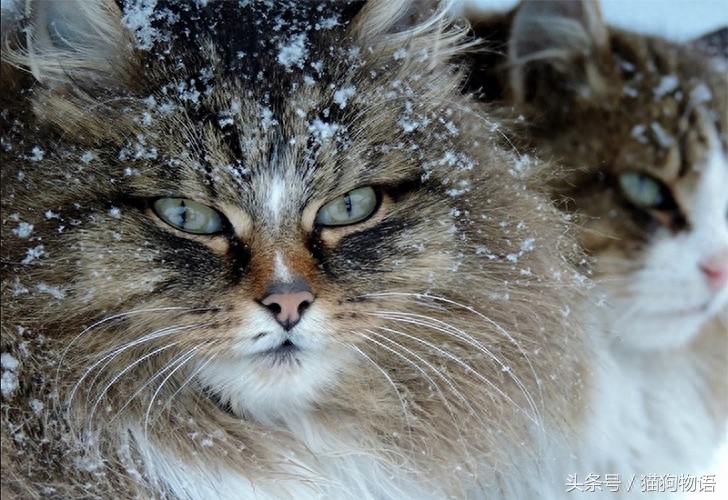 容易与挪威森林猫混淆的猫：西伯利亚猫