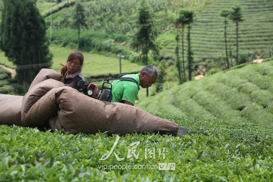 湖北鹤峰：秋茶采摘正当时