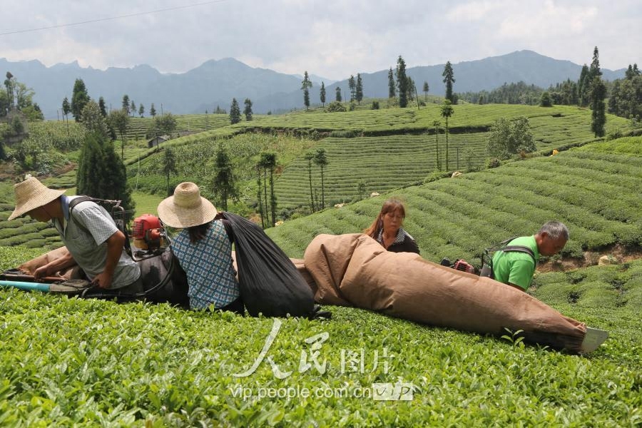 湖北鹤峰：秋茶采摘正当时