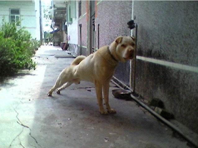 中华田园犬也有这么多分类完全不输名贵犬