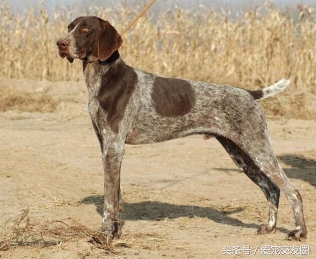 世界名犬，猎鸟犬中最古老的犬种，波音达猎犬