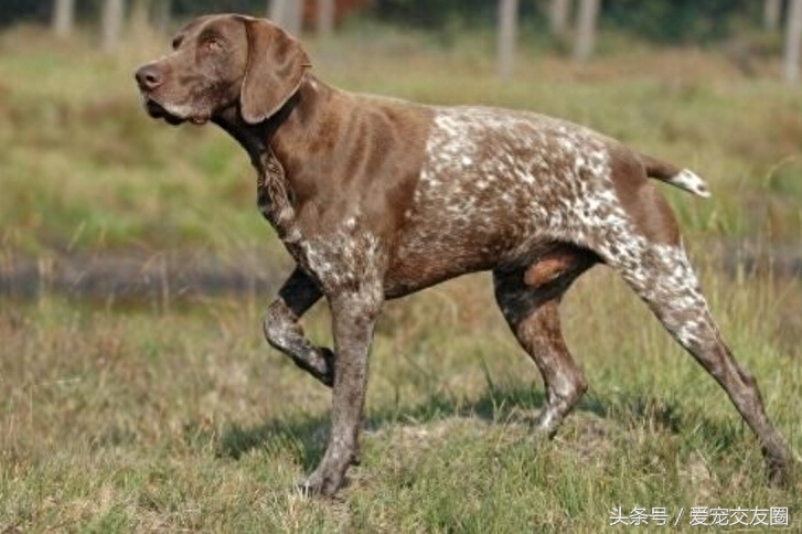 世界名犬，猎鸟犬中最古老的犬种，波音达猎犬