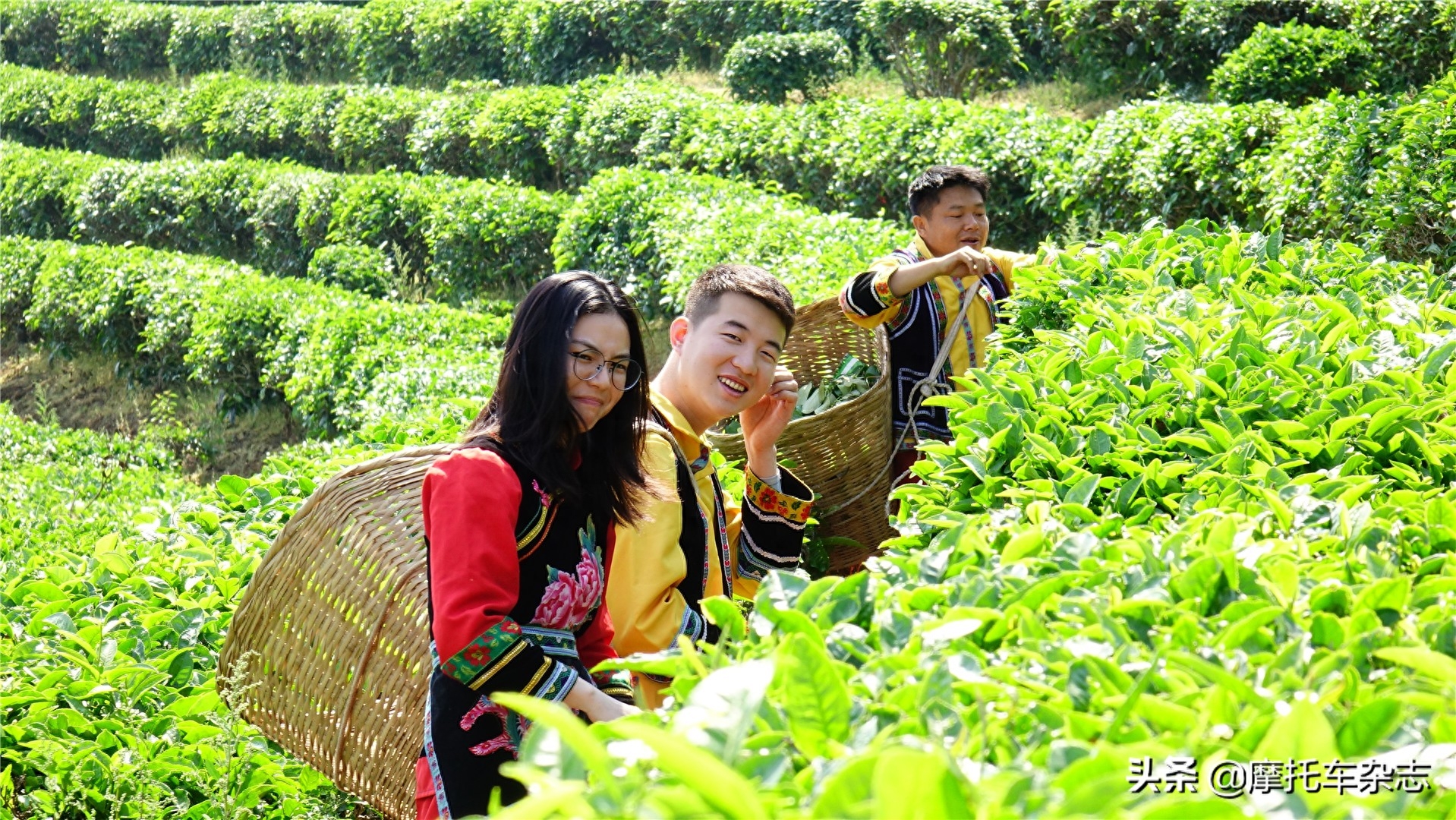 都知道春茶好，有多少人知道为什么好？