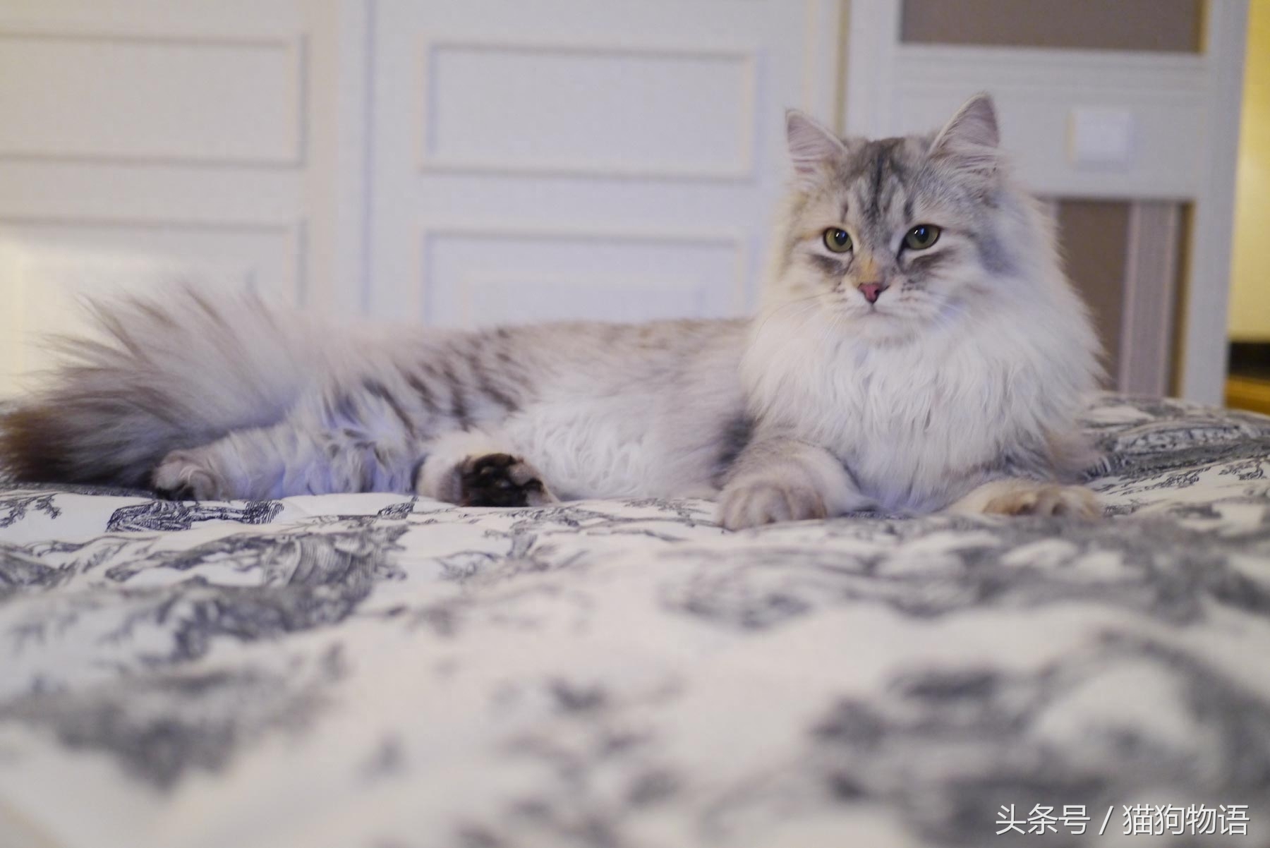 容易与挪威森林猫混淆的猫：西伯利亚猫